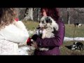 Natale 2011: i cuccioli vanno nelle loro nuove famiglie